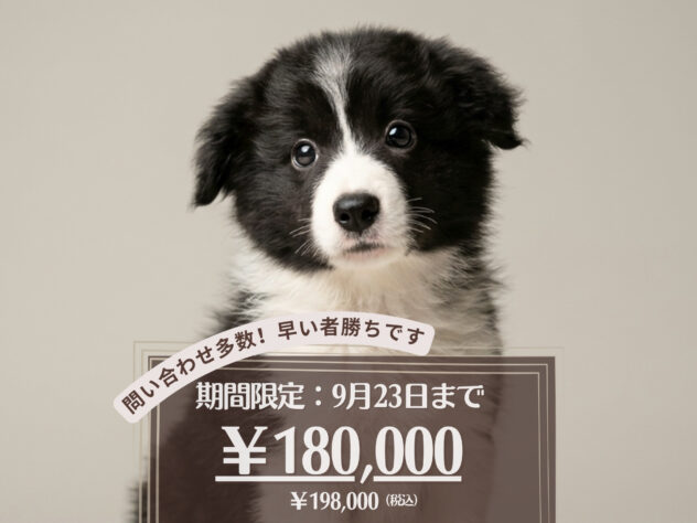 岡山県のボーダーコリー (アミーゴ大安寺店/2026年5月25日生まれ/男の子/ブラックホワイト)の子犬の1枚目の画像