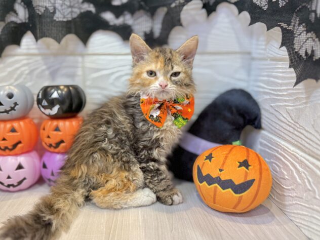 兵庫県のハーフ猫・ミックス猫 (ワンキャラット アミーゴ姫路飾磨店/2026年8月2日生まれ/女の子/ブラウンパッチドタビーホワイト)の子猫の2枚目の画像
