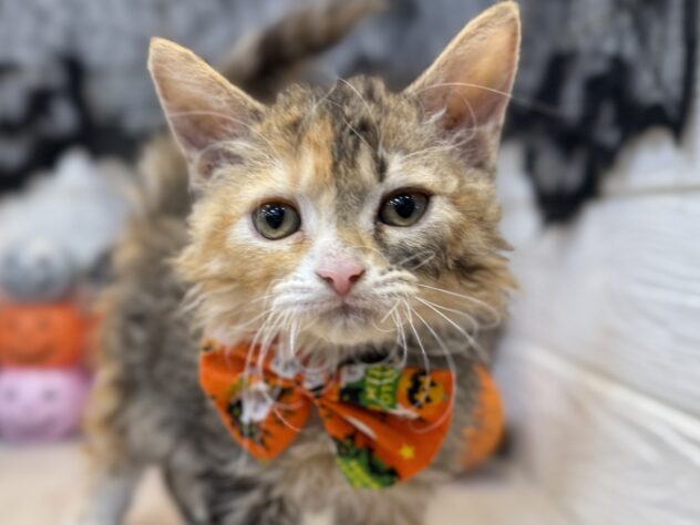 兵庫県のハーフ猫・ミックス猫 (ワンキャラット アミーゴ姫路飾磨店/2026年8月2日生まれ/女の子/ブラウンパッチドタビーホワイト)の子猫の1枚目の画像