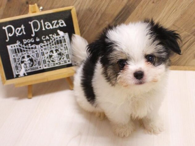 兵庫県のハーフ犬・ミックス犬 (ペット・プラザ アミーゴつかしん店/2026年7月31日生まれ/男の子/ホワイトブラックタン)の子犬の2枚目の画像