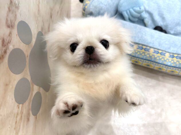 岡山県のペキニーズ (アミーゴ妹尾店/2026年6月9日生まれ/男の子/ホワイト)の子犬の4枚目の画像