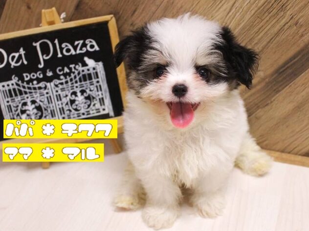 兵庫県のハーフ犬・ミックス犬 (ペット・プラザ アミーゴつかしん店/2026年7月31日生まれ/男の子/ホワイトブラックタン)の子犬の1枚目の画像