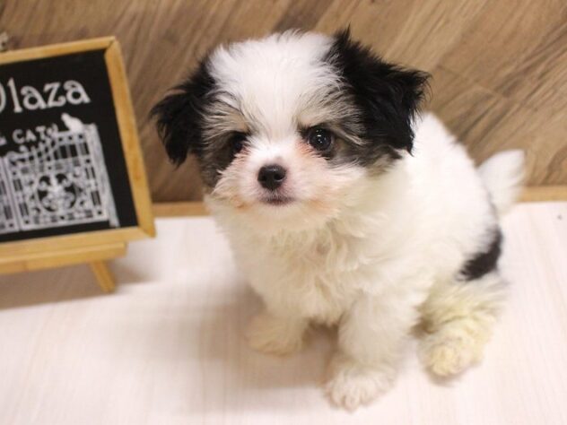 兵庫県のハーフ犬・ミックス犬 (ペット・プラザ アミーゴつかしん店/2026年7月31日生まれ/男の子/ホワイトブラックタン)の子犬の3枚目の画像