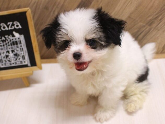 兵庫県のハーフ犬・ミックス犬 (ペット・プラザ アミーゴつかしん店/2026年7月31日生まれ/男の子/ホワイトブラックタン)の子犬の4枚目の画像