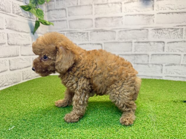 岡山県のトイプードル(トイ) (アミーゴ妹尾店/2026年7月21日生まれ/男の子/オレンジフォーン)の子犬の3枚目の画像