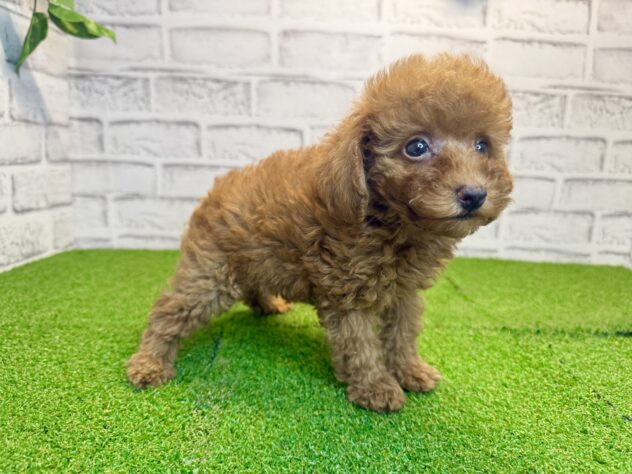岡山県のトイプードル(トイ) (アミーゴ妹尾店/2026年7月21日生まれ/男の子/オレンジフォーン)の子犬の2枚目の画像
