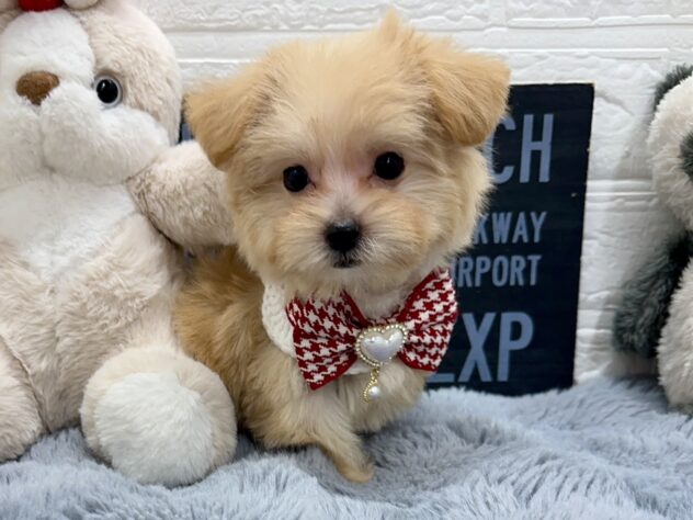 岡山県のハーフ犬・ミックス犬 (ワンキャラット アミーゴ岡南店/2026年7月18日生まれ/女の子/クリームホワイト)の子犬の1枚目の画像