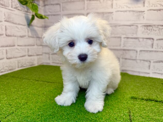 岡山県のビションフリーゼ (アミーゴ妹尾店/2026年7月28日生まれ/女の子/ホワイト)の子犬の1枚目の画像