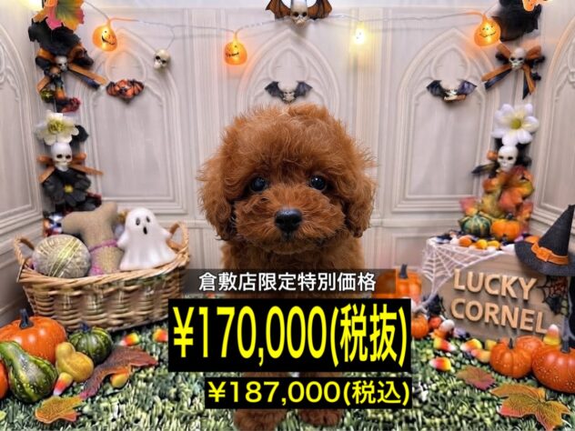 岡山県のトイプードル(トイ) (アミーゴ倉敷店/2026年7月25日生まれ/男の子/レッドフォーン)の子犬