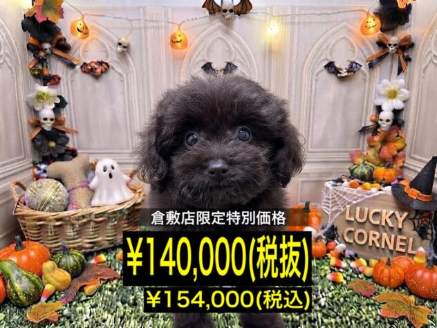 岡山県のハーフ犬・ミックス犬 (アミーゴ倉敷店/2026年8月3日生まれ/女の子/ブラック)の子犬
