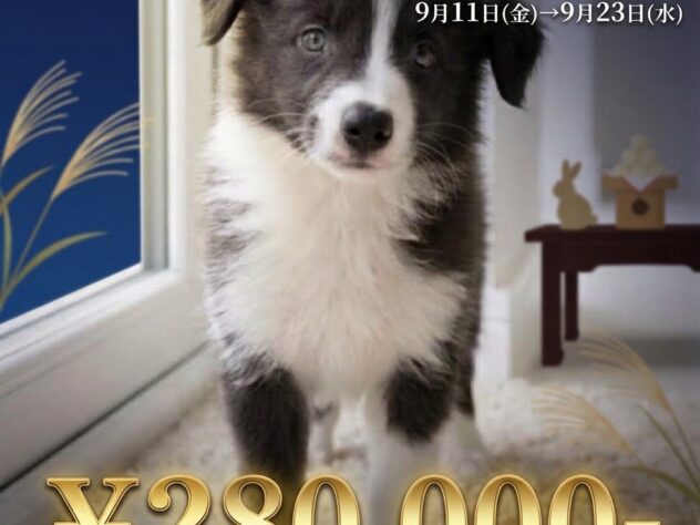 岡山県のボーダーコリー (アミーゴ津山店/2026年7月8日生まれ/女の子/ブルーホワイト)の子犬の1枚目の画像
