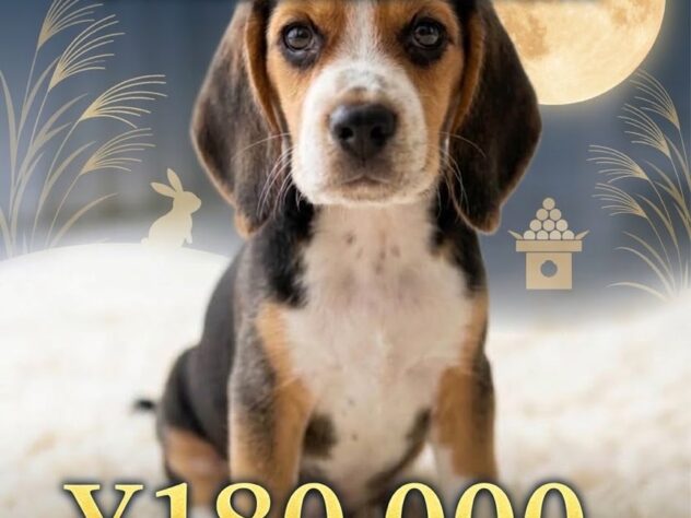 岡山県のビーグル (アミーゴ津山店/2026年6月29日生まれ/男の子/ブラックタンホワイト)の子犬