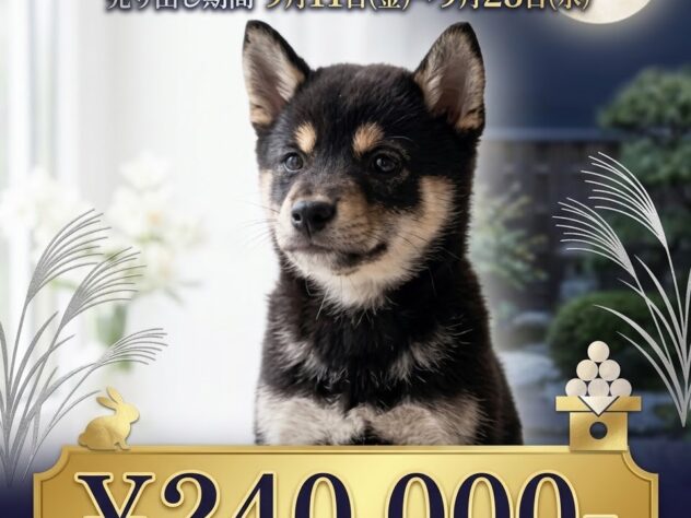 岡山県の豆柴の子犬|ペットミー