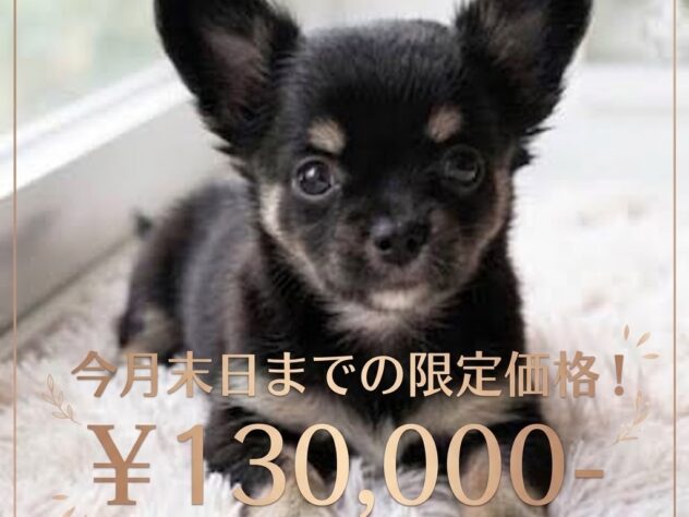 岡山県のチワワ(ロング) (アミーゴ津山店/2026年7月28日生まれ/女の子/ブラックタンホワイト)の子犬