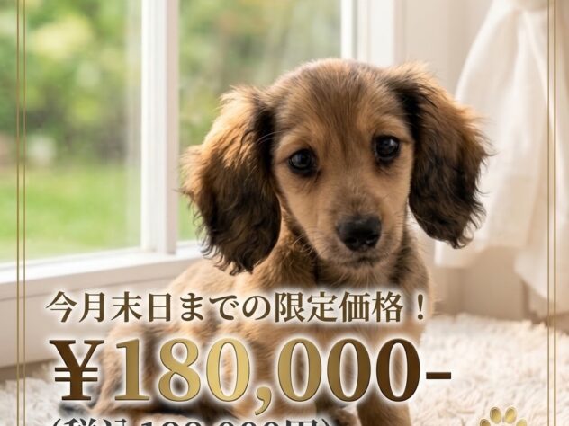 岡山県のミニチュアダックスフンド(ロング) (アミーゴ津山店/2026年7月29日生まれ/女の子/レッド)の子犬