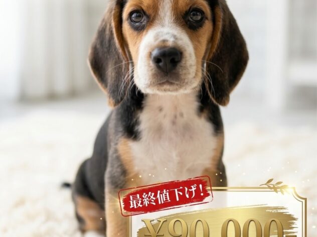 岡山県のビーグル (アミーゴ津山店/2026年6月29日生まれ/男の子/ブラックタンホワイト)の子犬
