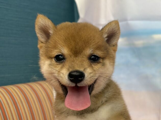 和歌山県の豆柴 (アミーゴ和歌山太田店/2026年7月15日生まれ/女の子/赤)の子犬の1枚目の画像