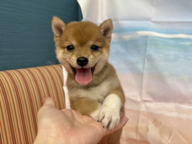 和歌山県の豆柴 (アミーゴ和歌山太田店/2026年7月15日生まれ/女の子/赤)の子犬の4枚目の画像