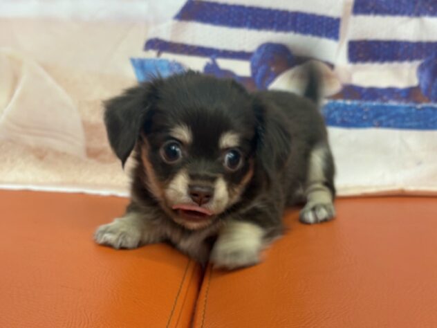 和歌山県のハーフ犬・ミックス犬 (アミーゴ和歌山太田店/2026年7月13日生まれ/女の子/チョコレートイエロー)の子犬の4枚目の画像