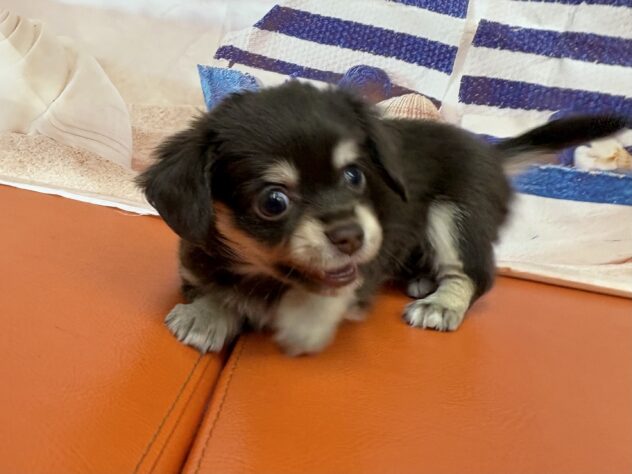 和歌山県のハーフ犬・ミックス犬 (アミーゴ和歌山太田店/2026年7月13日生まれ/女の子/チョコレートイエロー)の子犬の3枚目の画像