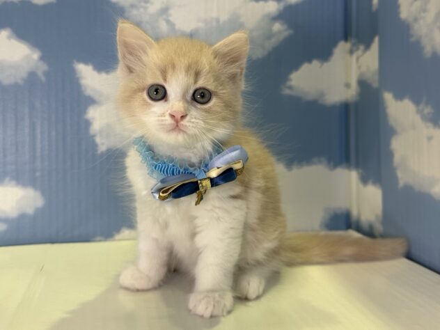 山形県のサイベリアン (アミーゴ山形北店/2026年7月5日生まれ/男の子/クリームタビーホワイト)の子猫の1枚目の画像