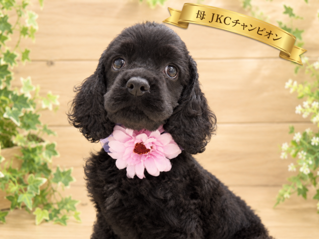 広島県のアメリカンコッカースパニエル (アミーゴ東深津店/2026年7月6日生まれ/女の子/ブラック)の子犬の1枚目の画像