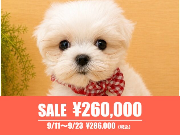 広島県のマルチーズ (アミーゴ東深津店/2026年6月30日生まれ/女の子/ホワイト)の子犬の1枚目の画像