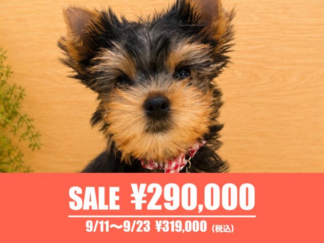 広島県のヨークシャーテリア (アミーゴ東深津店/2026年6月18日生まれ/女の子/スチールブルータン)の子犬の1枚目の画像