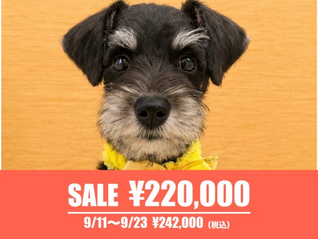 広島県のミニチュアシュナウザー (アミーゴ東深津店/2026年6月24日生まれ/女の子/ブラックシルバー)の子犬の1枚目の画像