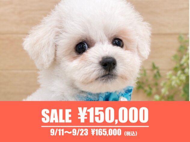 広島県のビションフリーゼ (アミーゴ東深津店/2026年7月5日生まれ/男の子/ホワイト)の子犬の1枚目の画像