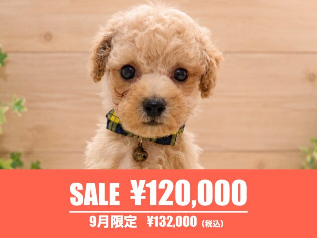 広島県のハーフ犬・ミックス犬 (アミーゴ東深津店/2026年7月14日生まれ/男の子/クリーム)の子犬の1枚目の画像