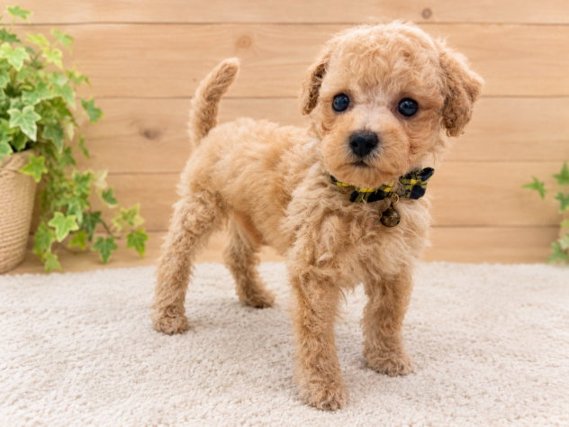 広島県のハーフ犬・ミックス犬 (アミーゴ東深津店/2026年7月14日生まれ/男の子/クリーム)の子犬の2枚目の画像