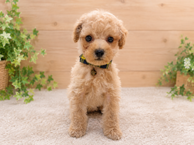 広島県のハーフ犬・ミックス犬 (アミーゴ東深津店/2026年7月14日生まれ/男の子/クリーム)の子犬の3枚目の画像