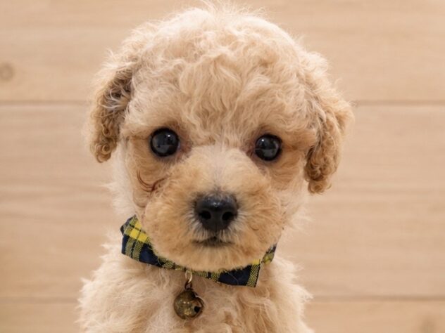 広島県のハーフ犬・ミックス犬 (アミーゴ東深津店/2026年7月14日生まれ/男の子/クリーム)の子犬の4枚目の画像