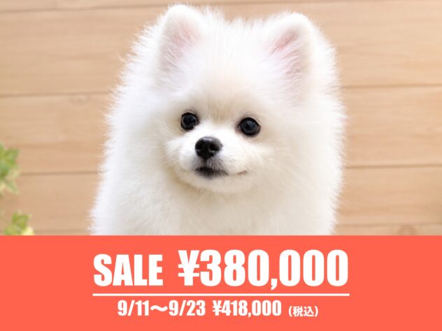 広島県のポメラニアン (アミーゴ東深津店/2026年3月31日生まれ/女の子/ホワイト)の子犬の1枚目の画像