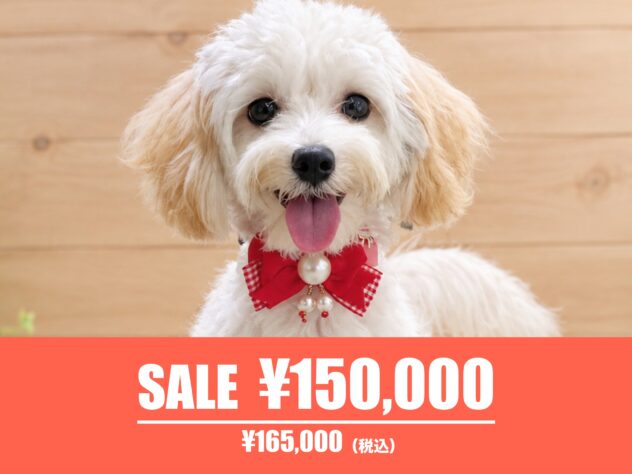 広島県のハーフ犬・ミックス犬 (アミーゴ東深津店/2026年4月6日生まれ/女の子/クリーム)の子犬の1枚目の画像