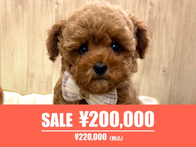 広島県のトイプードル(トイ) (アミーゴ東深津店/2026年3月30日生まれ/女の子/レッドフォーン)の子犬の1枚目の画像