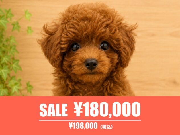 広島県のトイプードル(トイ) (アミーゴ東深津店/2026年5月14日生まれ/男の子/レッドフォーン)の子犬の1枚目の画像