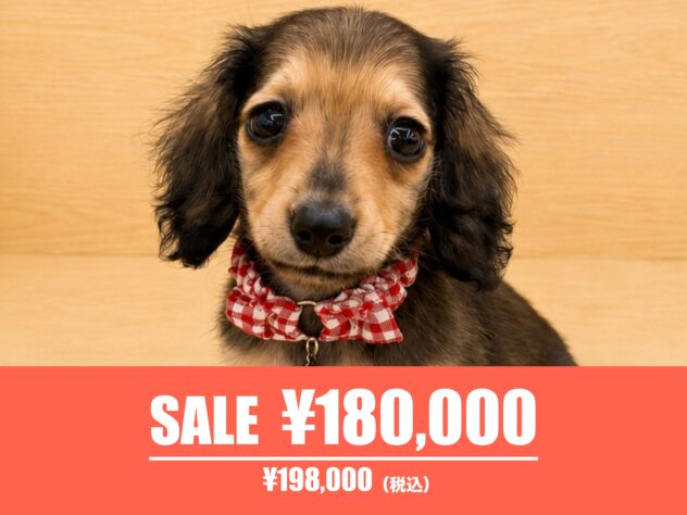 広島県のカニンヘンダックスフンド(ロング) (アミーゴ東深津店/2026年5月31日生まれ/女の子/シェーデットイエロー)の子犬の1枚目の画像