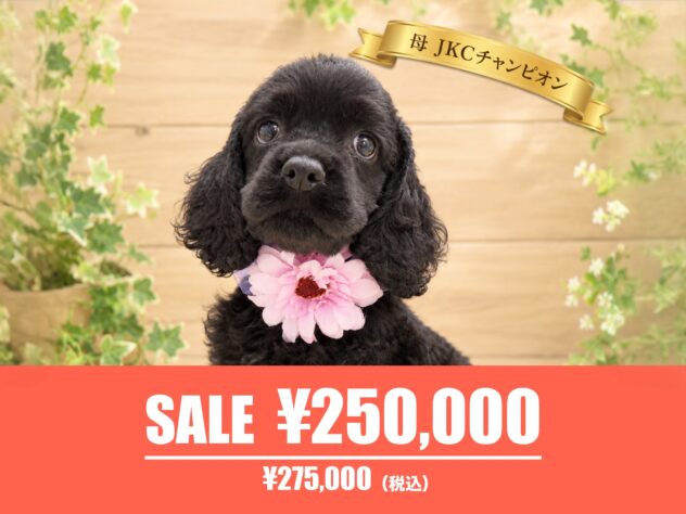 広島県のアメリカンコッカースパニエル (アミーゴ東深津店/2026年7月6日生まれ/女の子/ブラック)の子犬の1枚目の画像