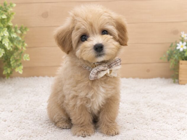 広島県のハーフ犬・ミックス犬 (アミーゴ東深津店/2026年7月27日生まれ/男の子/アプリコット)の子犬の4枚目の画像