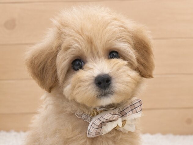 広島県のハーフ犬・ミックス犬 (アミーゴ東深津店/2026年7月27日生まれ/男の子/アプリコット)の子犬の1枚目の画像
