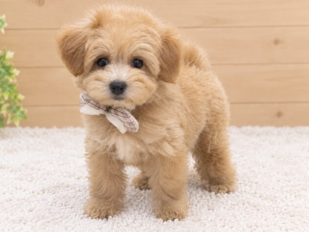 広島県のハーフ犬・ミックス犬 (アミーゴ東深津店/2026年7月27日生まれ/男の子/アプリコット)の子犬の2枚目の画像