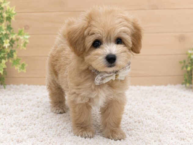広島県のハーフ犬・ミックス犬 (アミーゴ東深津店/2026年7月27日生まれ/男の子/アプリコット)の子犬の3枚目の画像