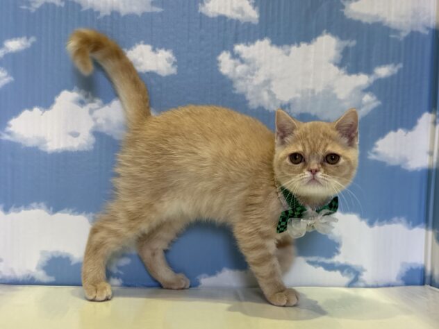 山形県のエキゾチック (アミーゴ山形北店/2026年6月25日生まれ/男の子/クリームタビー)の子猫の2枚目の画像