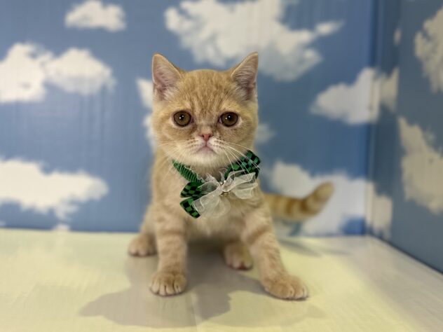 山形県のエキゾチック (アミーゴ山形北店/2026年6月25日生まれ/男の子/クリームタビー)の子猫の1枚目の画像