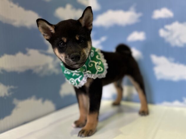 山形県の柴犬(標準サイズ) (アミーゴ山形北店/2026年7月14日生まれ/男の子/黒)の子犬の2枚目の画像