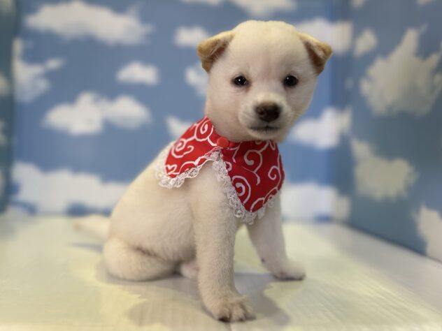 山形県の柴犬(標準サイズ) (アミーゴ山形北店/2026年7月13日生まれ/女の子/白)の子犬の3枚目の画像