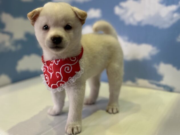 山形県の柴犬(標準サイズ) (アミーゴ山形北店/2026年7月13日生まれ/女の子/白)の子犬の1枚目の画像