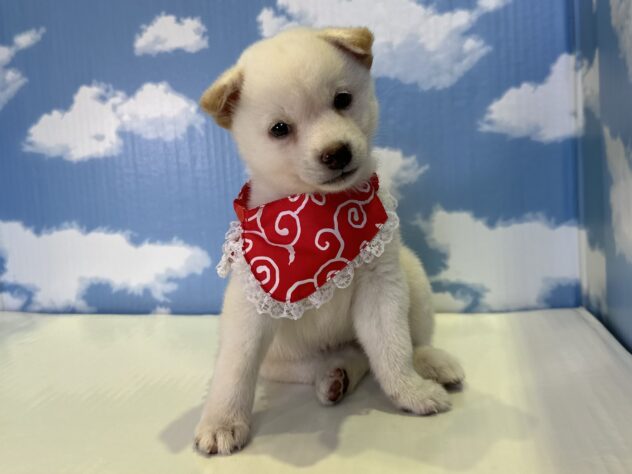 山形県の柴犬(標準サイズ) (アミーゴ山形北店/2026年7月13日生まれ/女の子/白)の子犬の2枚目の画像